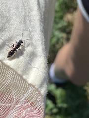 Tiphiinae