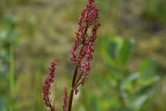 Rumex lapponicus
