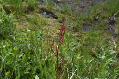 Rumex lapponicus