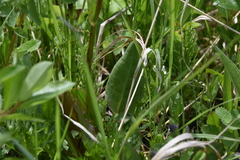 Rumex lapponicus