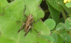 Pholidoptera griseoaptera