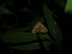 Phalaenostola eumelusalis