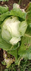 Brassica oleracea