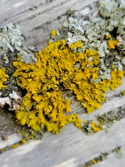 Xanthomendoza fallax