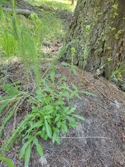 Penstemon confertus
