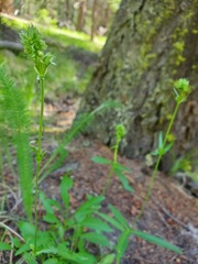 Penstemon confertus