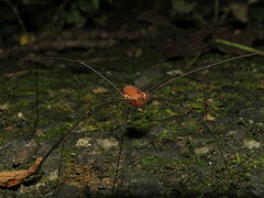 Leiobunum euserratipalpe