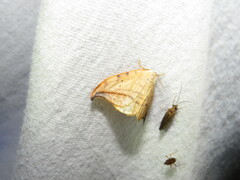 Drepana arcuata
