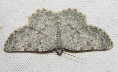 Charissa glaucinaria