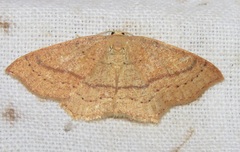 Cyclophora linearia