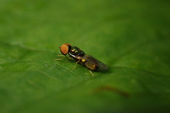 Microchrysa flaviventris