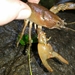 Common Crayfish - Photo (c) Clint Fulsom, some rights reserved (CC BY-NC), uploaded by Clint Fulsom