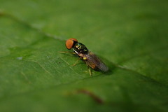Microchrysa flaviventris