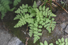 Cystopteris fragilis