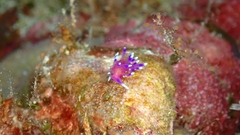 Coryphellina arveloi