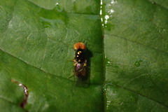 Microchrysa flaviventris