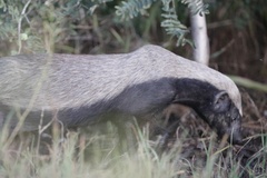 Mellivora capensis