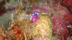 Coryphellina arveloi