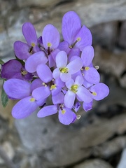 Iberis