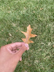 Quercus palustris