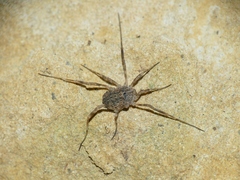Odiellus