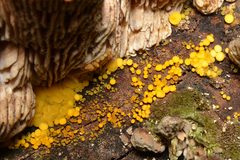 Calycina
