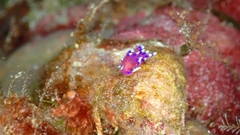 Coryphellina arveloi