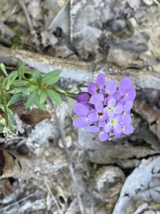 Iberis
