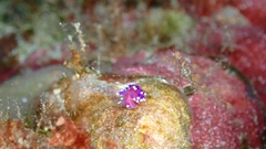 Coryphellina arveloi