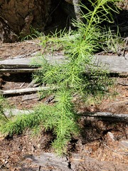 Larix occidentalis