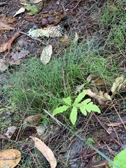 Equisetum scirpoides