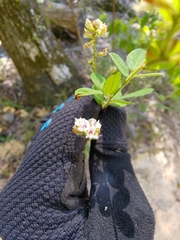 Lespedeza hirta