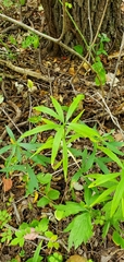 Lilium michiganense