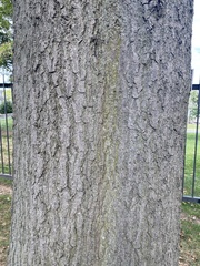 Quercus palustris