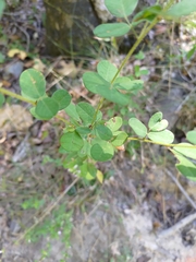 Lespedeza hirta