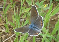 Polyommatus icarus