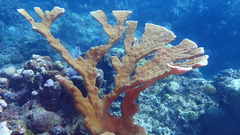 Acropora palmata