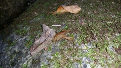 Cambarus bartonii bartonii