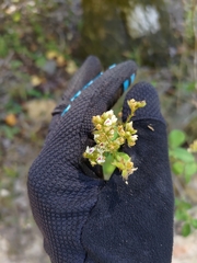 Lespedeza hirta