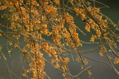 Geoffroea decorticans