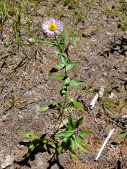 Erigeron