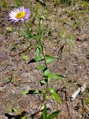 Erigeron