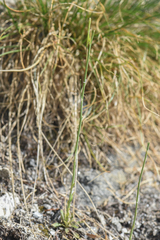 Boechera
