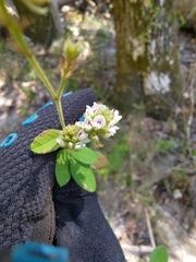 Lespedeza hirta