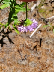 Erigeron