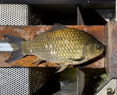 Carassius auratus