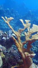 Acropora palmata
