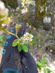 Lespedeza hirta