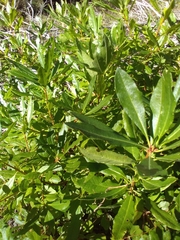 Rhododendron