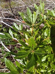 Rhododendron